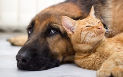 Infographic: How much does it cost to have a dog and a cat?