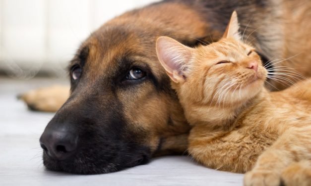 Infographic: How much does it cost to have a dog and a cat?