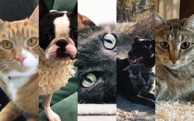 The Design Milk Team Celebrates National Pet Day!