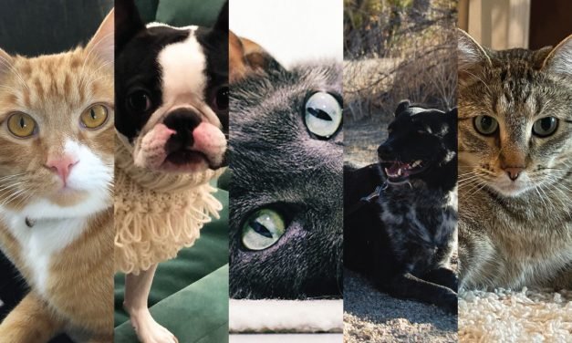 The Design Milk Team Celebrates National Pet Day!