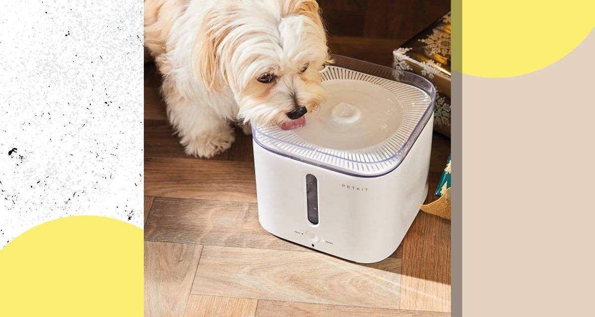 Aldi has launched a pet water fountain just in time for the warm weather – here’s how to buy it