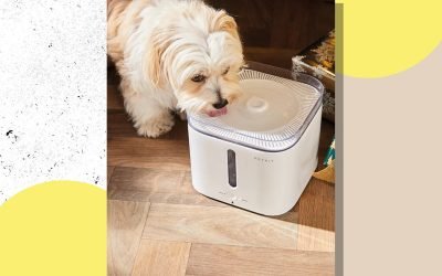 Aldi has launched a pet water fountain just in time for the warm weather &ndash; here&rsquo;s how to buy it
