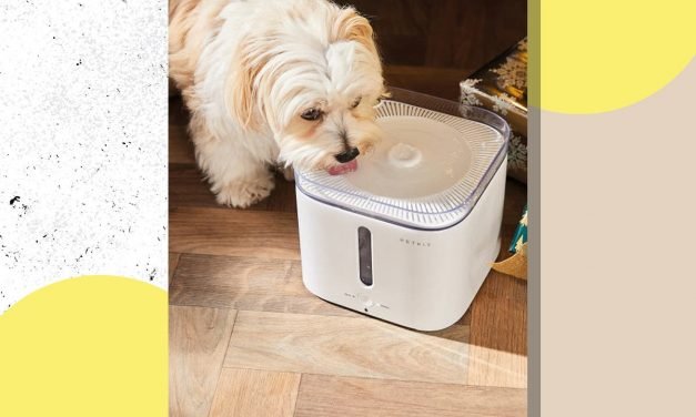 Aldi has launched a pet water fountain just in time for the warm weather &ndash; here&rsquo;s how to buy it