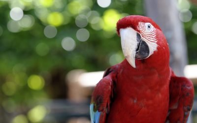 The 20 Most Expensive Pets to Own