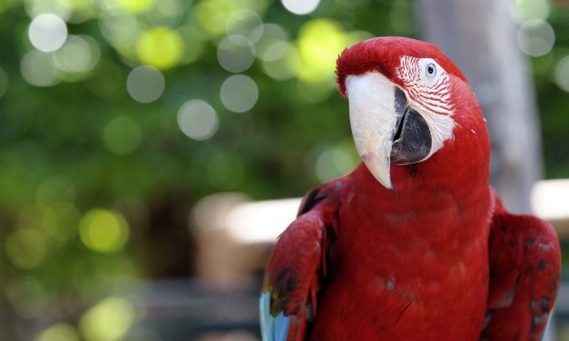 The 20 Most Expensive Pets to Own