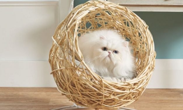 Aldi's best-selling hanging egg chair is back – but this time it's for your cat