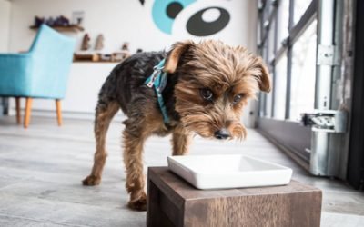 The top 35 pet supply stores in Toronto by neighbourhood