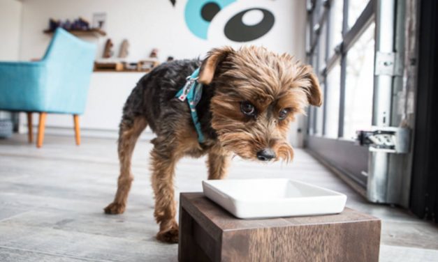 The top 35 pet supply stores in Toronto by neighbourhood