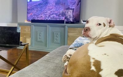 Dog anxiety is real. These products can help calm your anxious pet
