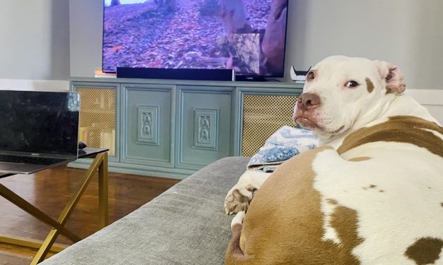 Dog anxiety is real. These products can help calm your anxious pet