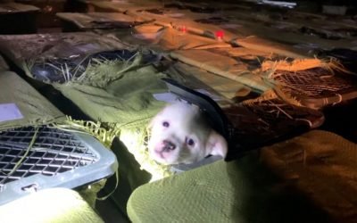 Dead puppies and kittens in crates reveal the dark side of China's mystery box craze