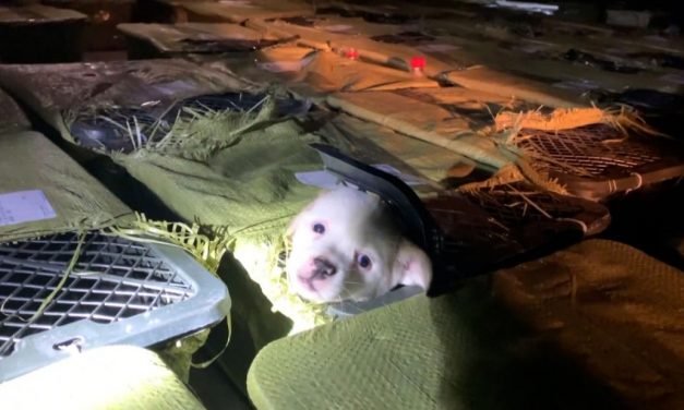 Dead puppies and kittens in crates reveal the dark side of China's mystery box craze
