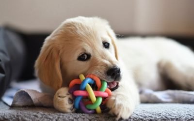 Pet lovers can get 30% off selected items from Pets at Home until June 21st