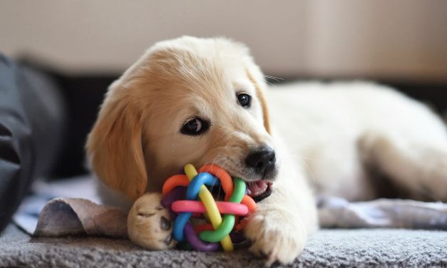 Pet lovers can get 30% off selected items from Pets at Home until June 21st