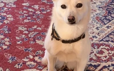 Your Afternoon Animal Fix &ndash; AdoPtville