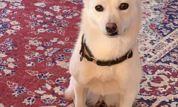 Your Afternoon Animal Fix &ndash; AdoPtville