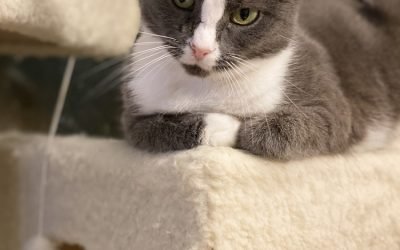 Your Afternoon Animal Fix &ndash; AdoPtville