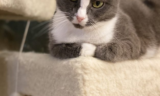 Your Afternoon Animal Fix &ndash; AdoPtville