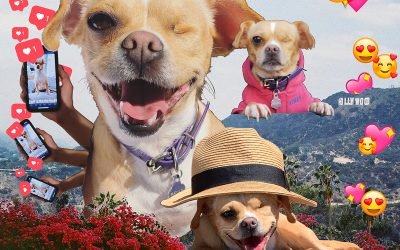 My Quest To Make My Dog Internet Famous