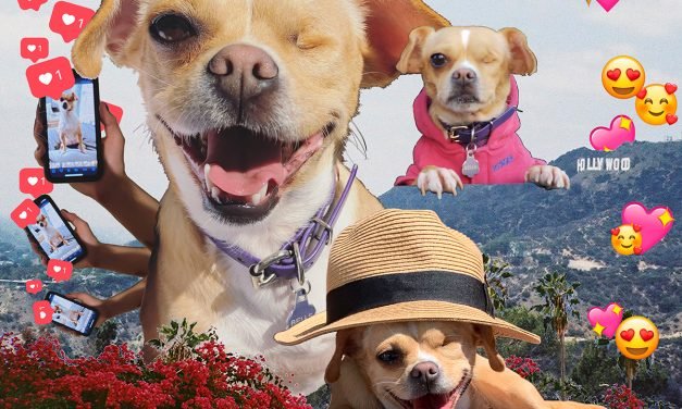 My Quest To Make My Dog Internet Famous