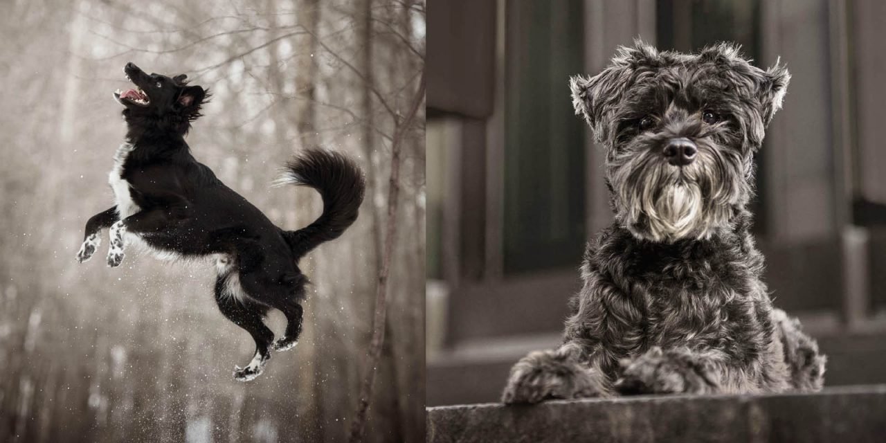 Gorgeous Photo Series Features Often Ignored Dark-Colored Pets