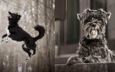Gorgeous Photo Series Features Often Ignored Dark-Colored Pets