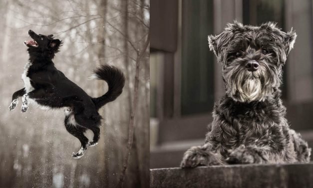 Gorgeous Photo Series Features Often Ignored Dark-Colored Pets