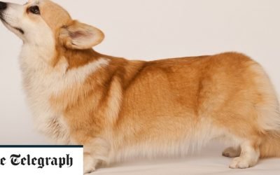 How to deal with the death of a beloved pet &ndash; or help a friend who is grieving