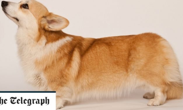 How to deal with the death of a beloved pet &ndash; or help a friend who is grieving