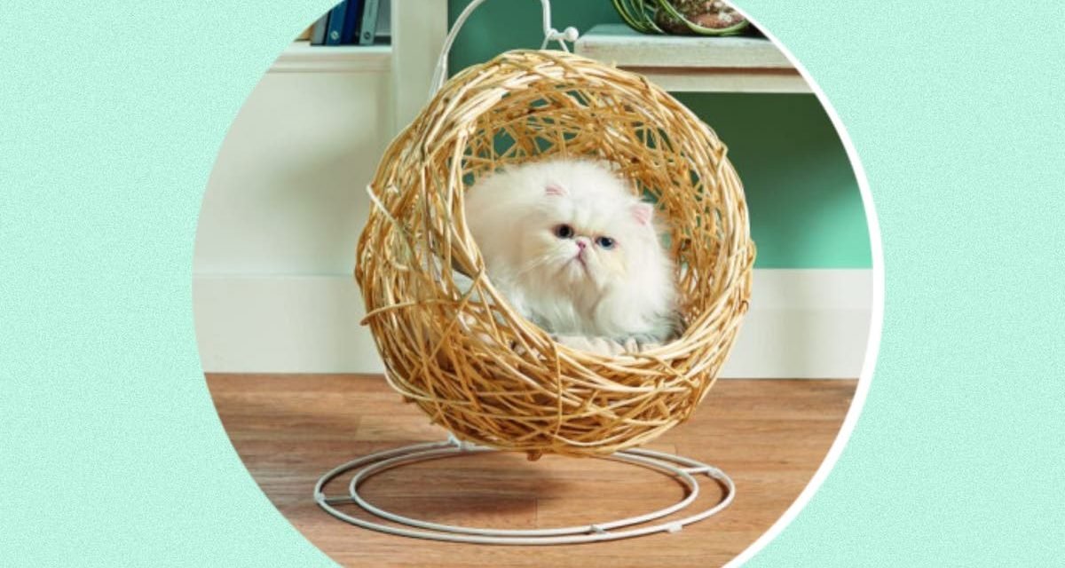 Aldi has launched another hanging egg chair, and this time it’s for your cat