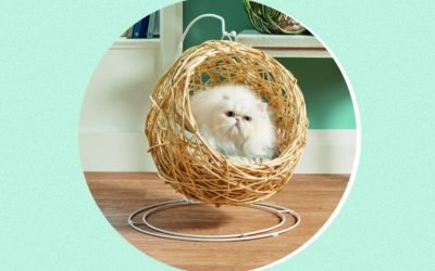 Aldi has launched another hanging egg chair, and this time it&rsquo;s for your cat
