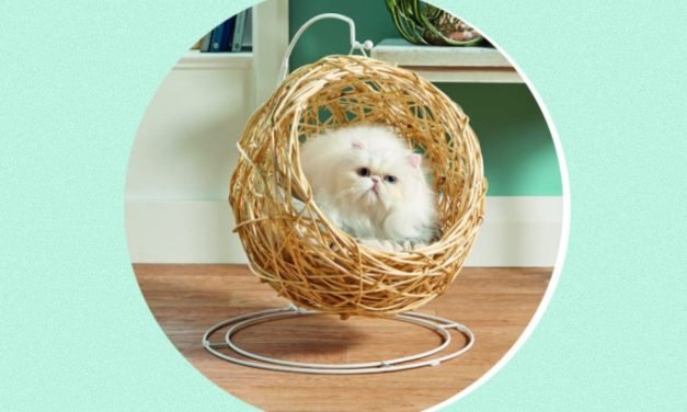 Aldi has launched another hanging egg chair, and this time it&rsquo;s for your cat