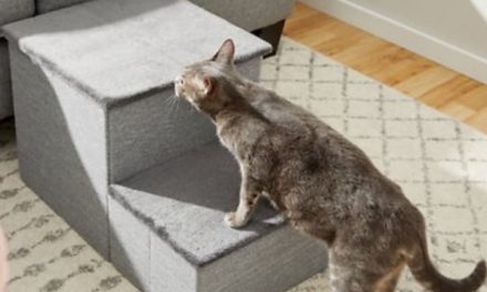 Frisco Pet Stairs w/ Storage for $32 in cart + free shipping w/ $49