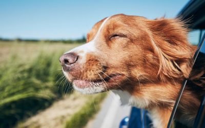 Vet's top tips for taking a pet on holiday including choosing the right carrier
