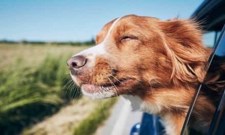 Vet's top tips for taking a pet on holiday including choosing the right carrier