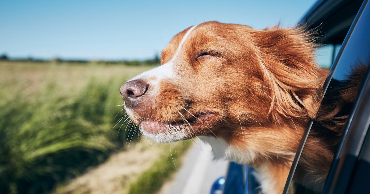 Vet's top tips for taking a pet on holiday including choosing the right carrier