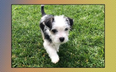 Adopt a Pet Mid-Pandemic? Here's How to Deal When We Go Back to Work