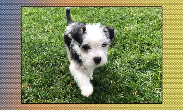 Adopt a Pet Mid-Pandemic? Here's How to Deal When We Go Back to Work