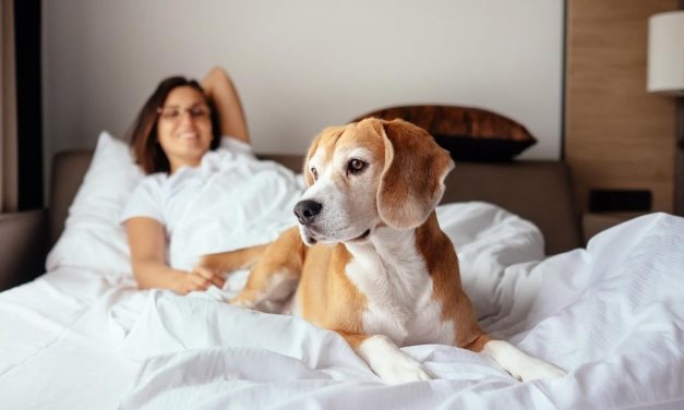 These top pet-friendly hotels welcome furry guests with gusto