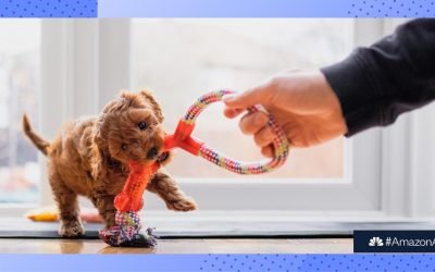 Best Prime Day pet deals 2021