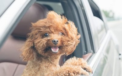 These are some of the best pet-friendly hotels and resorts in Florida