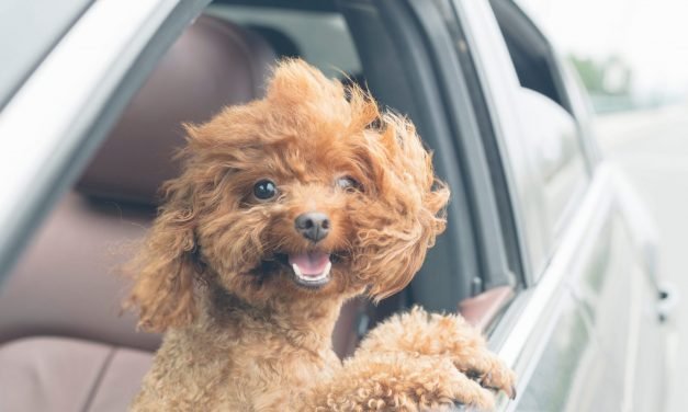 These are some of the best pet-friendly hotels and resorts in Florida