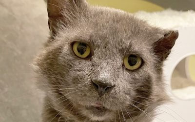 Your Afternoon Animal Fix &ndash; AdoPtville