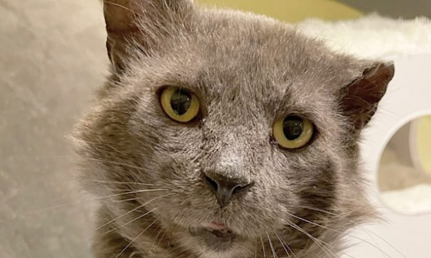 Your Afternoon Animal Fix &ndash; AdoPtville
