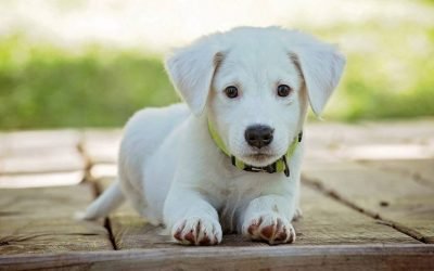 I adopted a puppy and these 5 apps for pets made life easier