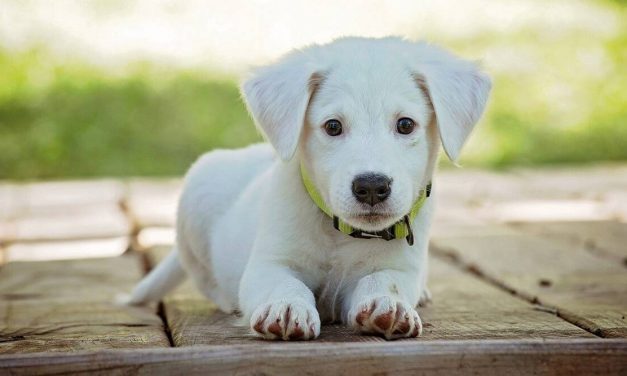 I adopted a puppy and these 5 apps for pets made life easier