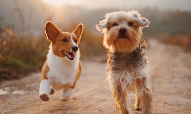 Adopted 'pandemic puppies' face behavioral, socialization challenges, says expert