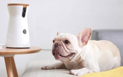 Is Pet Dental Health Really Important?