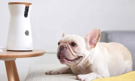 Smart Pet Gadgets That Will Keep Them Entertained While You’re Away