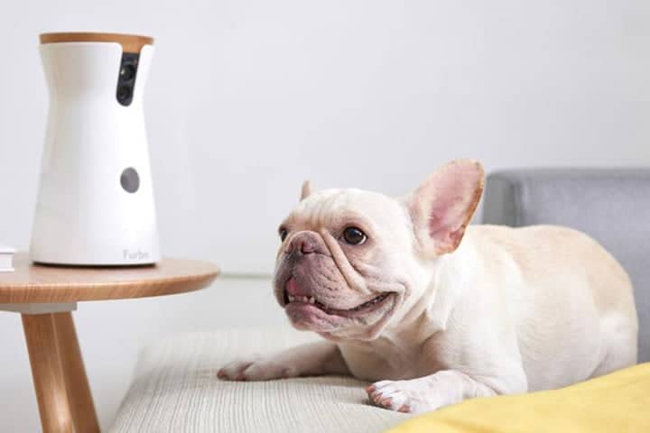 Smart Pet Gadgets That Will Keep Them Entertained While You’re Away
